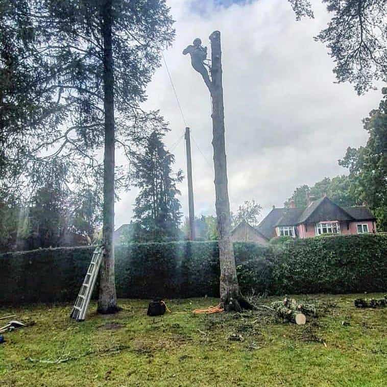 This is a photo of a tree that is being removed, there is just the trunk remaining and the operative from EM Tree Surgery Tewkesbury is at the top cutting a section of it off.